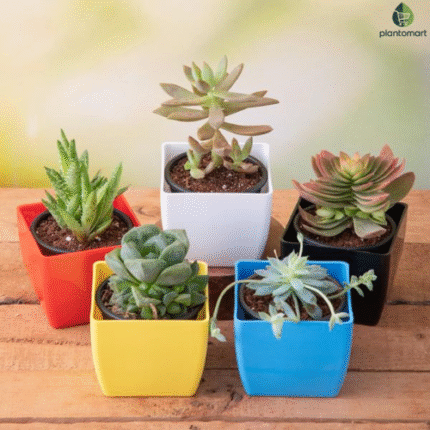 Top 5 cute succulents collection in colorful pots by Plantomart