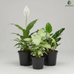 Cute Shade Loving Indoor Plants for Office collection by Plantomart