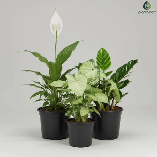 Cute Shade Loving Indoor Plants for Office collection by Plantomart