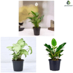 Peace Lily white flower in pot for office desk