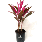 Dracena Mahatma Colourful Foliage