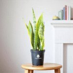 Hardy Air Purifier Indoor