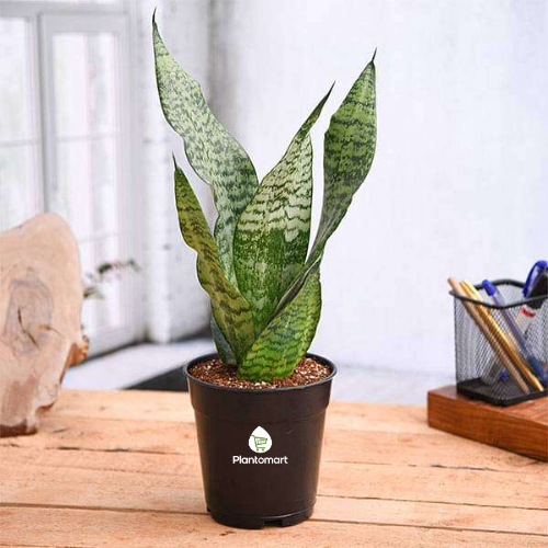 ShowBageecha Snake Plant Indoor