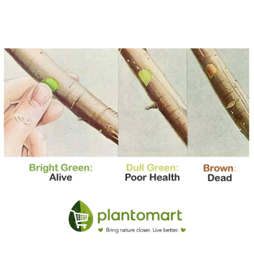 Plant care hyderabad